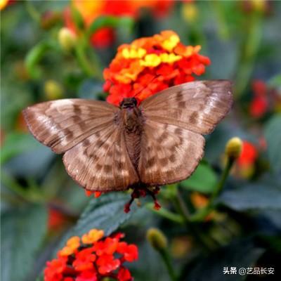 鸡尖叫声游戏下载